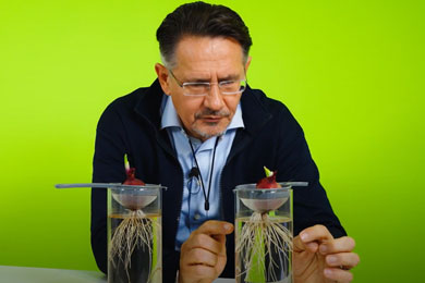 Die Kraft des Wassers: Ein Zwiebelexperiment enthüllt erstaunliche Ergebnisse!!!