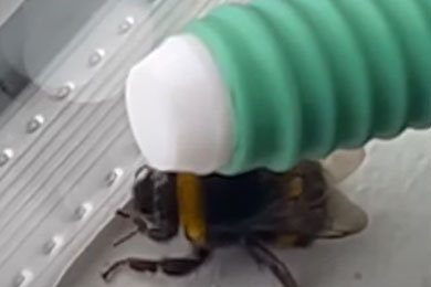 Erfahrungsbericht - Hummel